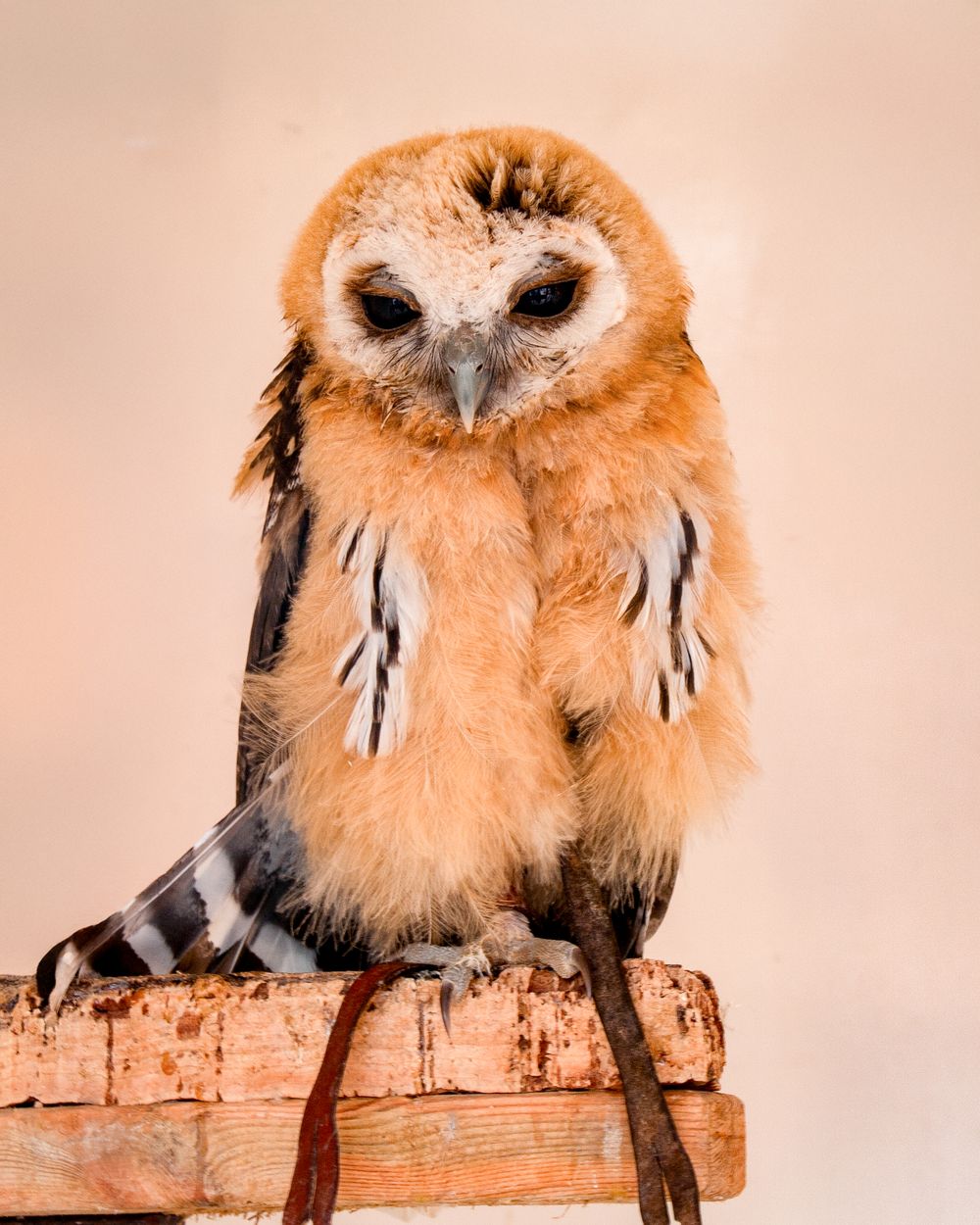 Orange-colored owl perched on wooden post against soft peach background.