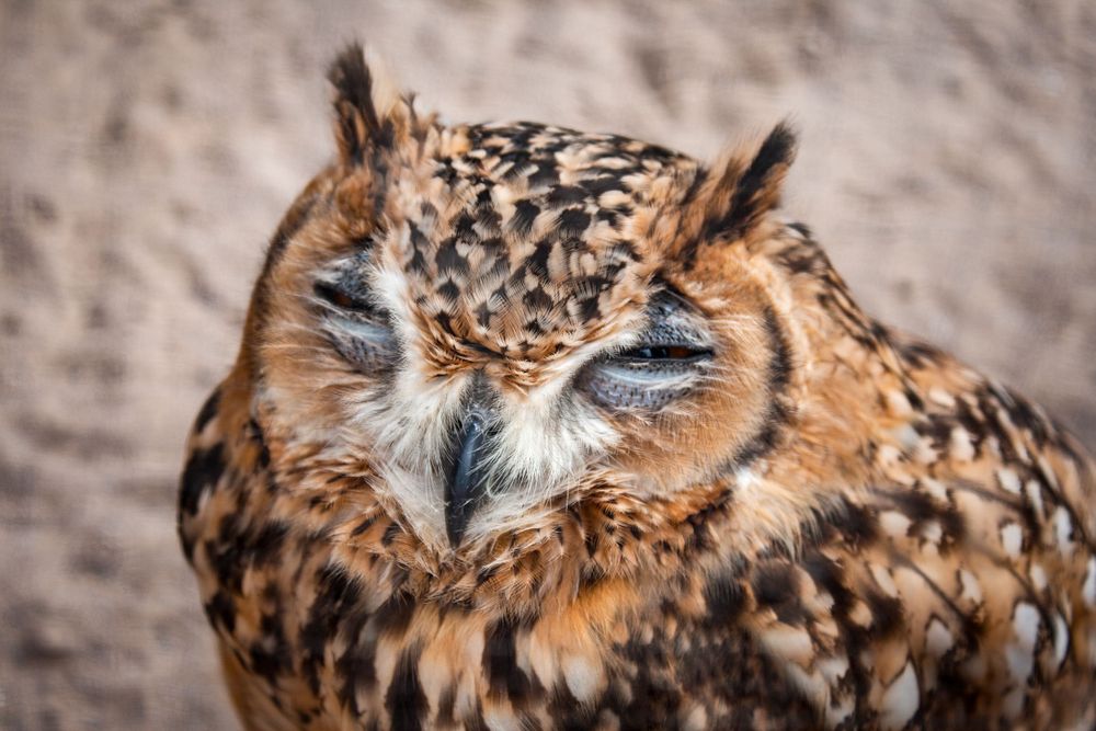 Close-up of eagle owl with distinctive ear tufts and speckled brown feathers.