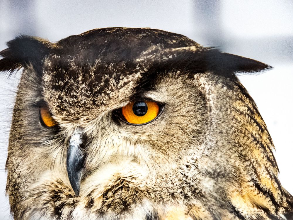 Dramatic portrait of an owl with striking orange eyes against a light background.