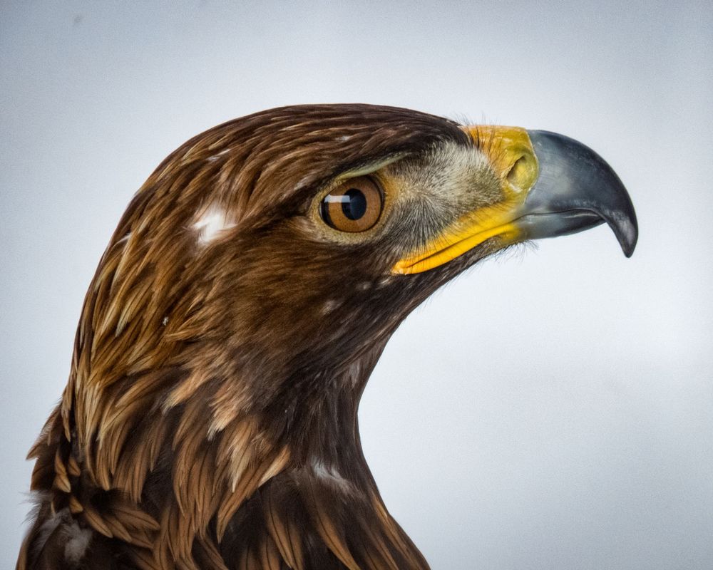 Golden eagle head in profile showing sharp curved beak and fierce amber eye.