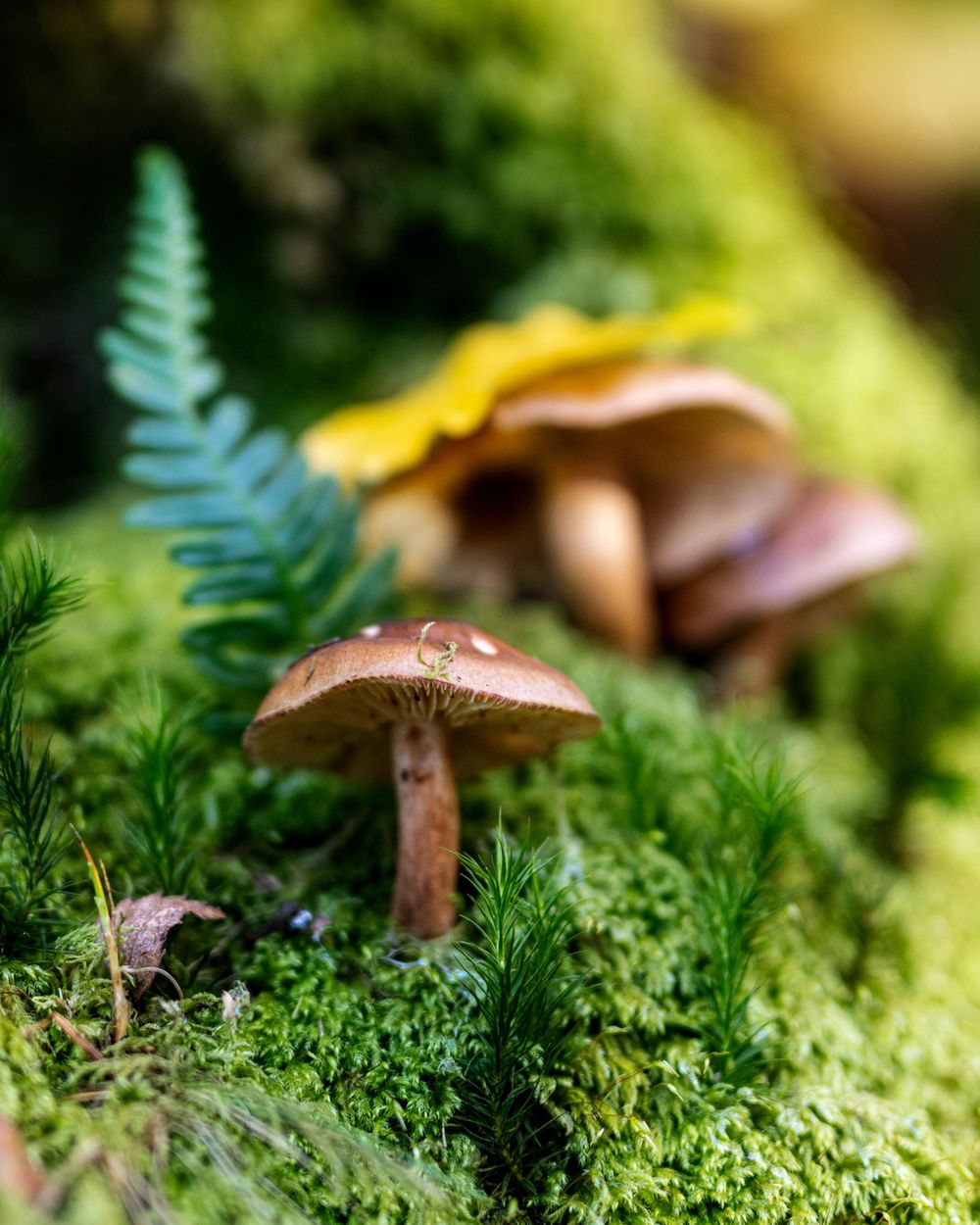 Brown mushrooms and ferns growing in lush green moss create a magical forest scene.