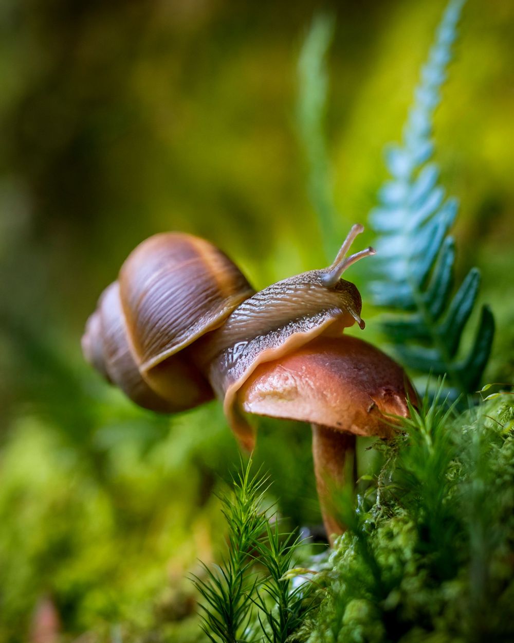 A snail crawls past brown mushrooms and blue ferns in a mossy forest setting.