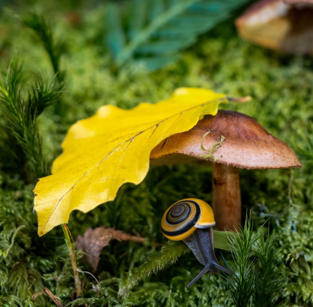A yellow autumn leaf and snail rest beside a brown mushroom in vibrant green moss.