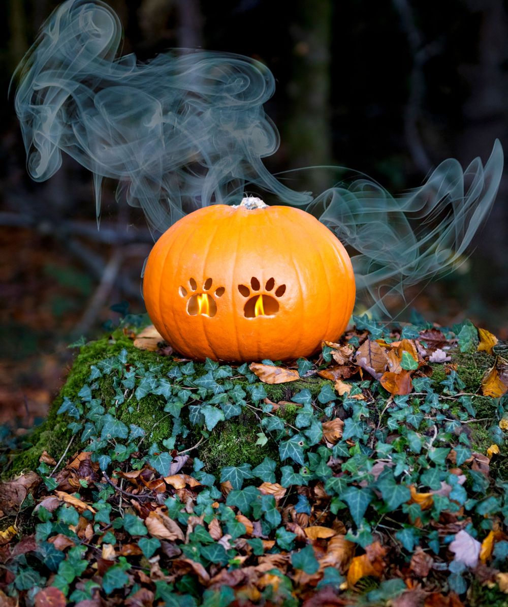 A glowing carved pumpkin with paw print cutouts emits smoke while sitting on ivy-covered ground.