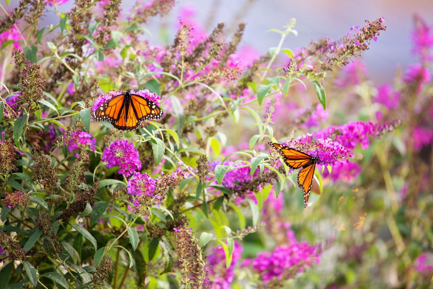 Monarch Butterflies on butterfly bush in Springfield MO in the midwest.