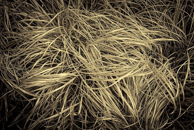Grasses in Wind, Nauset Beach, Orleans, MA.