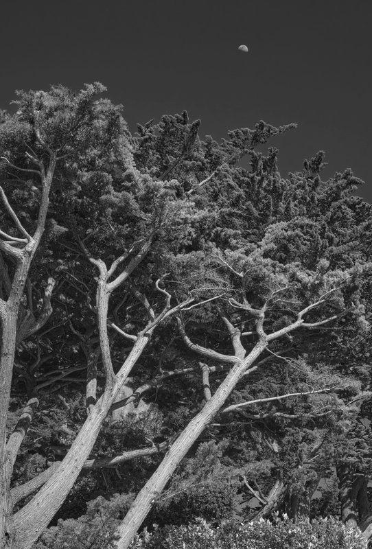 Scotch Pine and Moon, Sausalito, CA