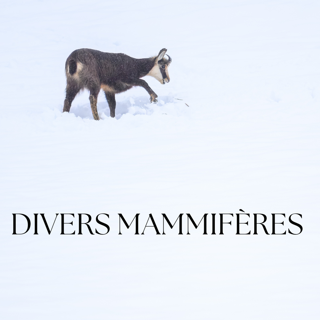 A chamois stands in deep white snow, showcasing wildlife in a winter landscape, featured in Divers Mammiferes.