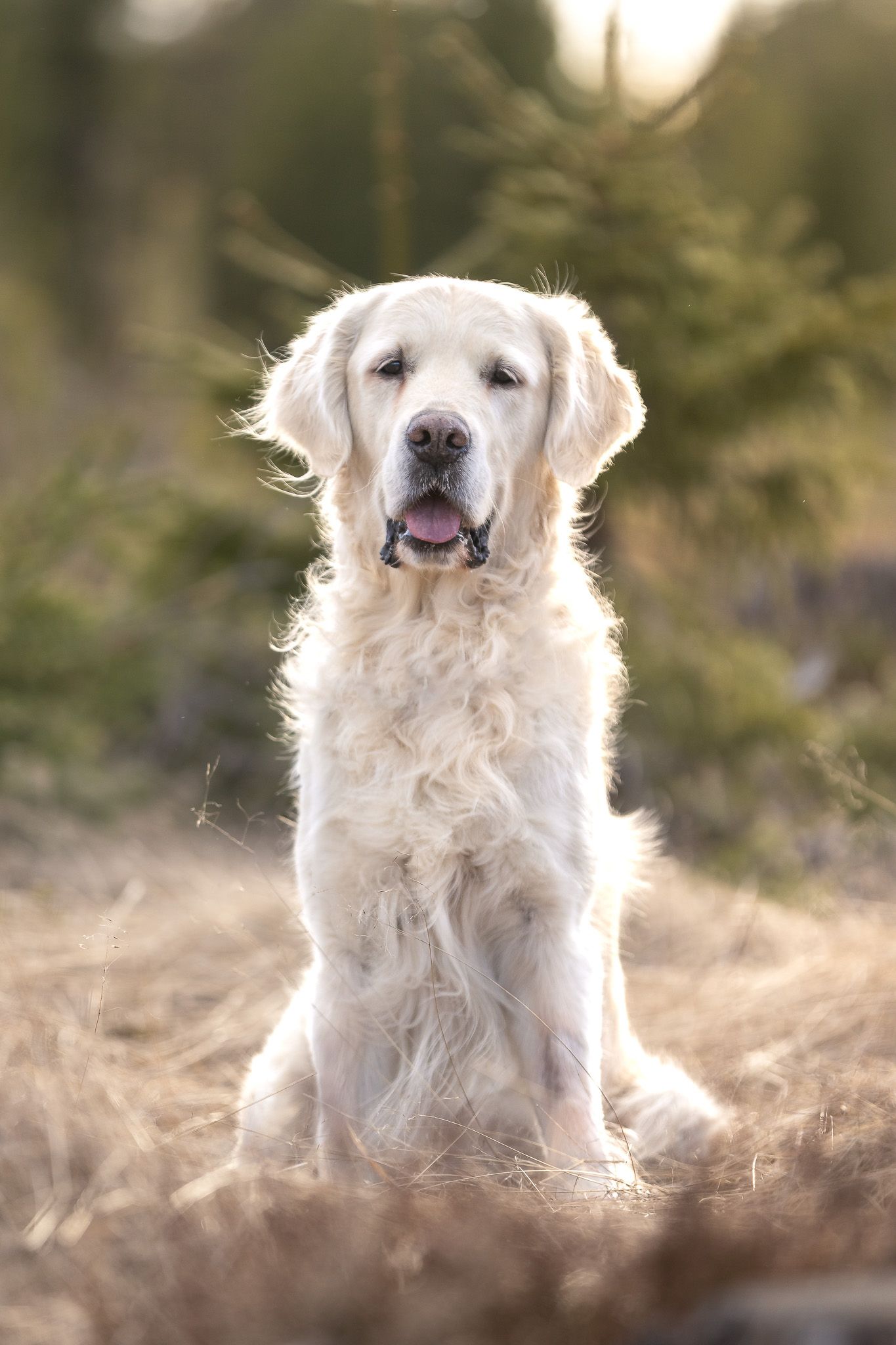 Hundfotografering