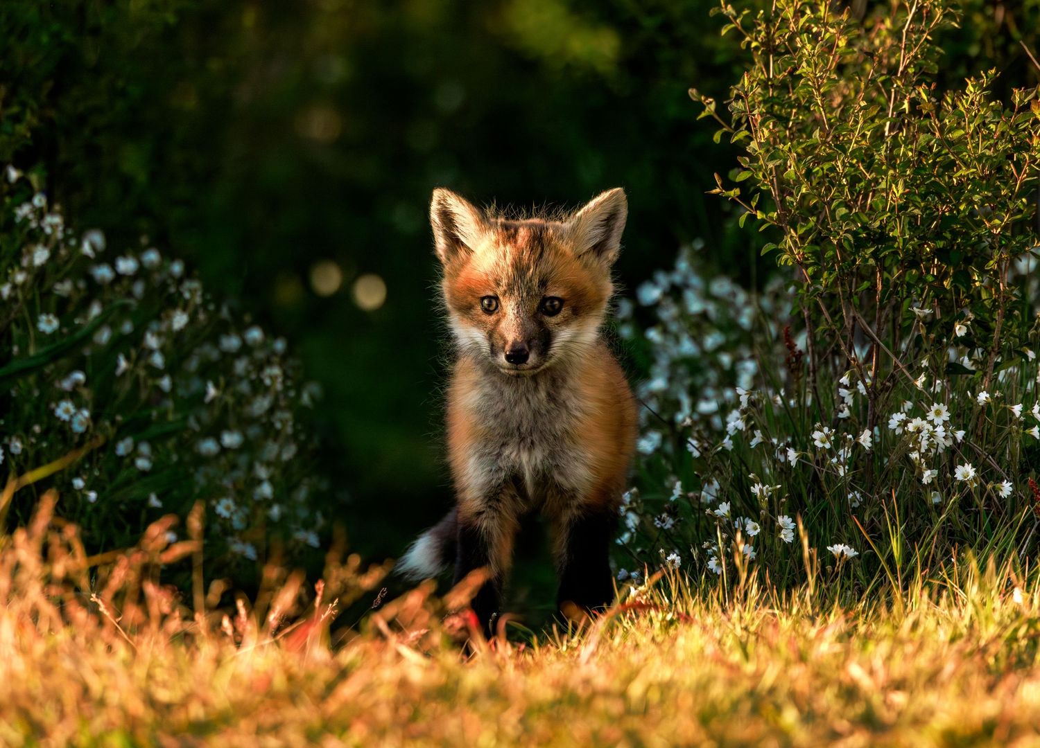 A red fox kit emerges from the den at sunset in Washington