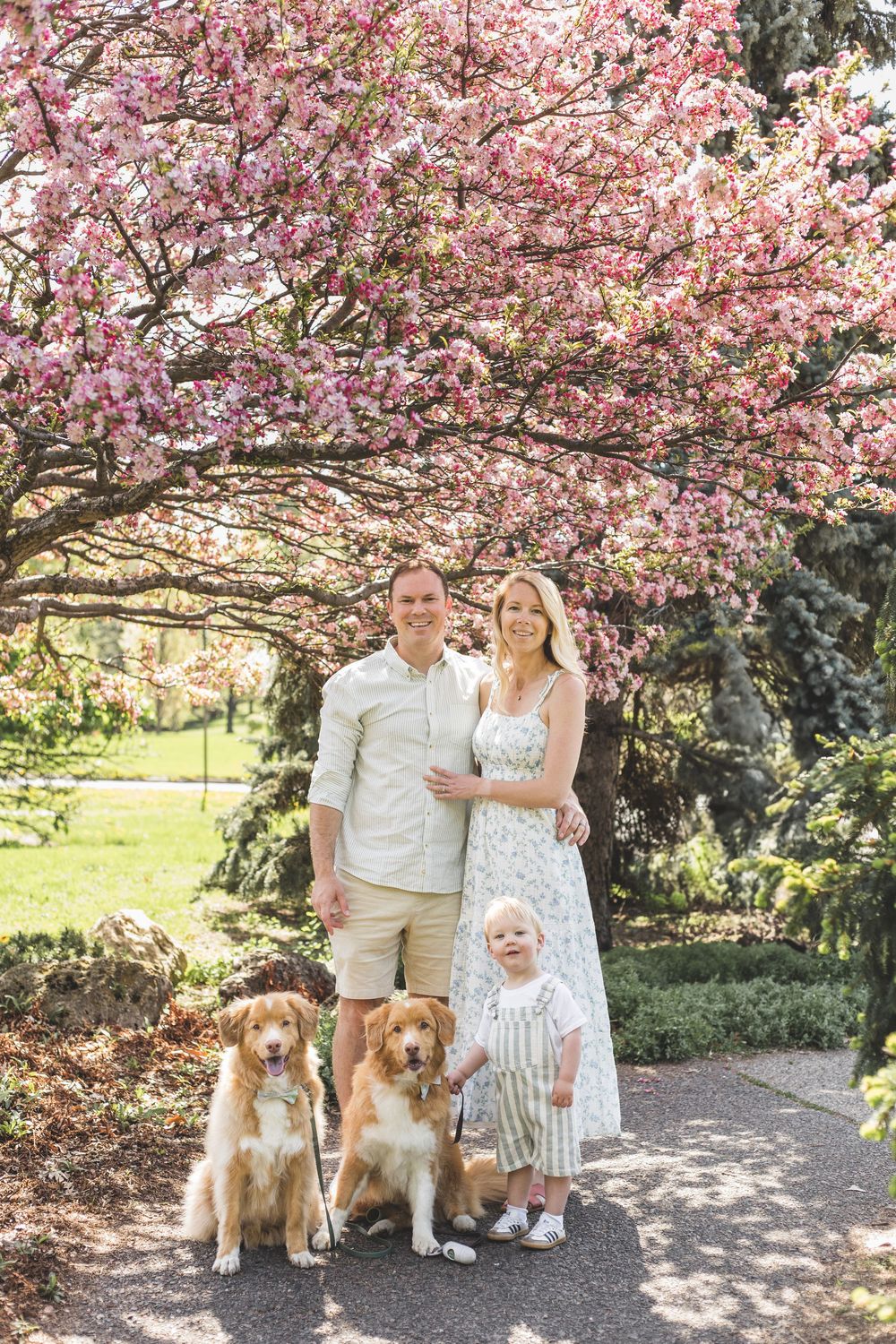 Family with two golden dogs posing under pink cherry blossom tree with toddler on sunny day.