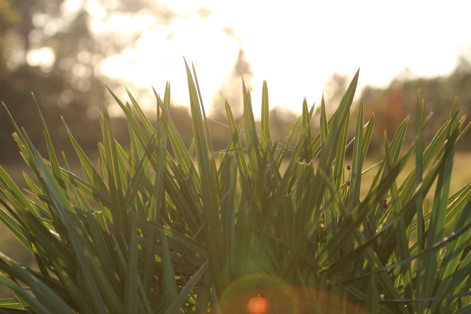Lush green grass blades backlit by golden sunset light with warm lens flare in a serene outdoor setting.