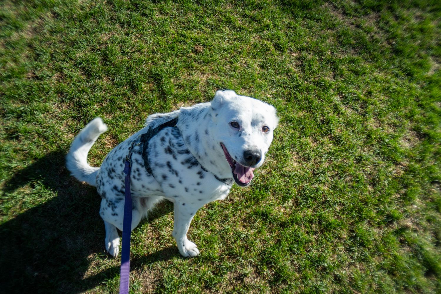 White Dalmatian dog on a leash standing on green grass, looking up with tongue out on a sunny day.
