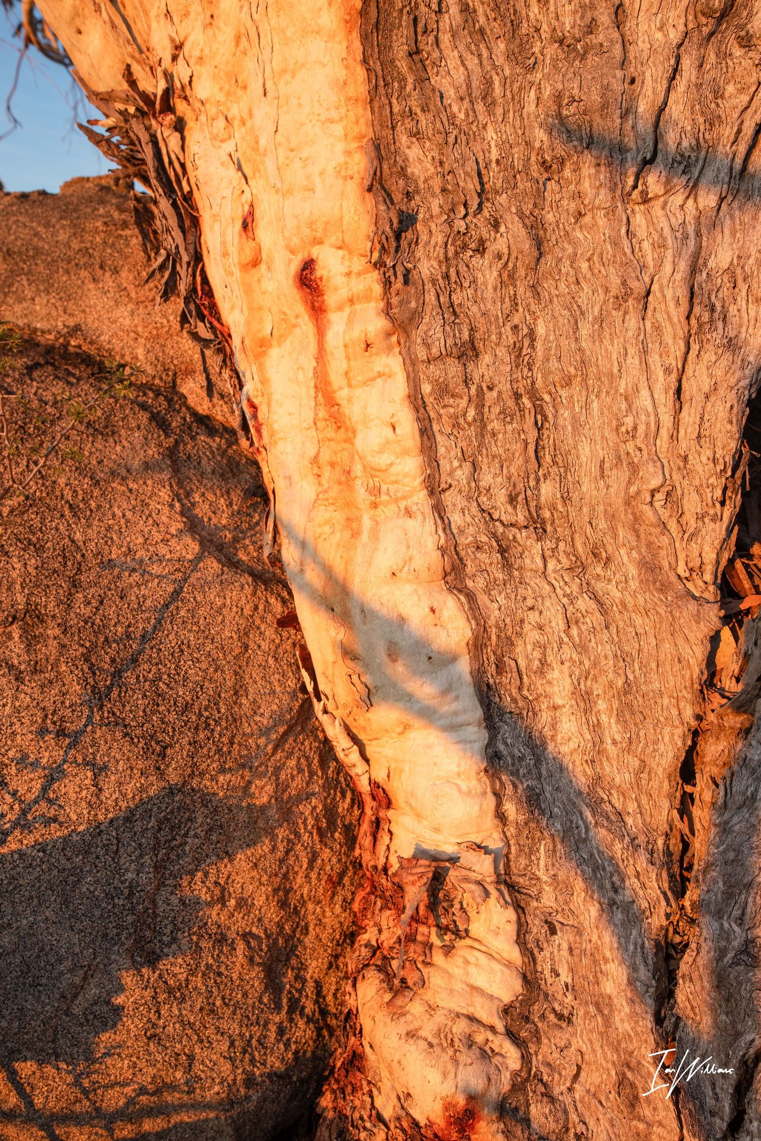 Snow gum