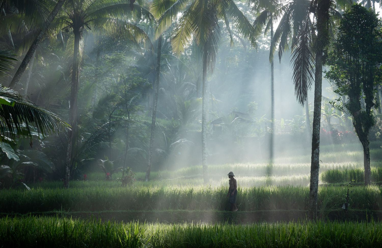 Sunbeams pierce through misty palm trees in a tropical forest landscape.