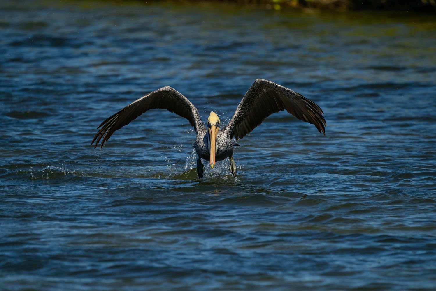 Wildlife: Brown Pelican
South Padre Island Birding and Nature Center