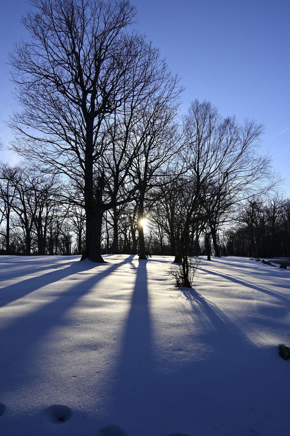 Winter scene in Shenandoah National Park with sunlight beams through trees onto snow
