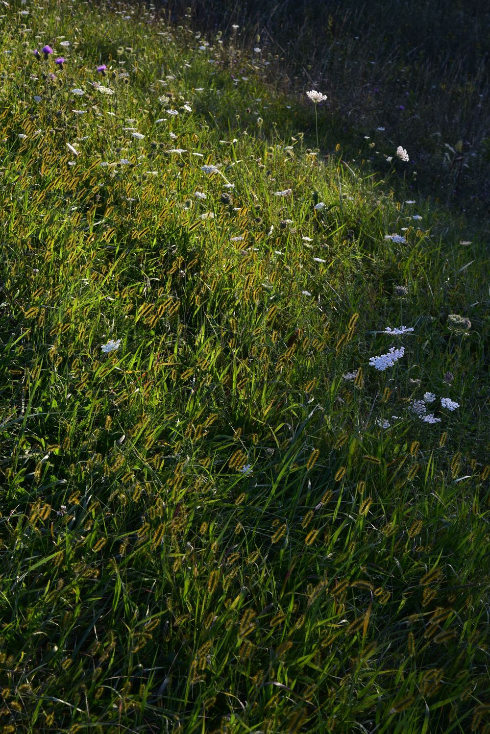 Late afternoon light across grass in Shenandoah National Park
