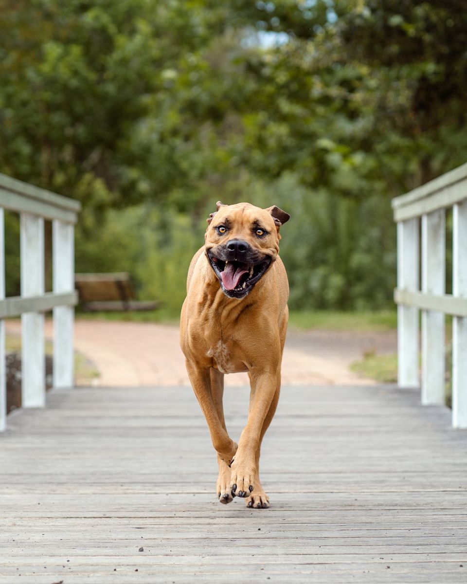 Happy brown Mastiff mix dog running on wooden boardwalk with tongue out and joyful expression during a photoshoot in Sydney Fagan Park