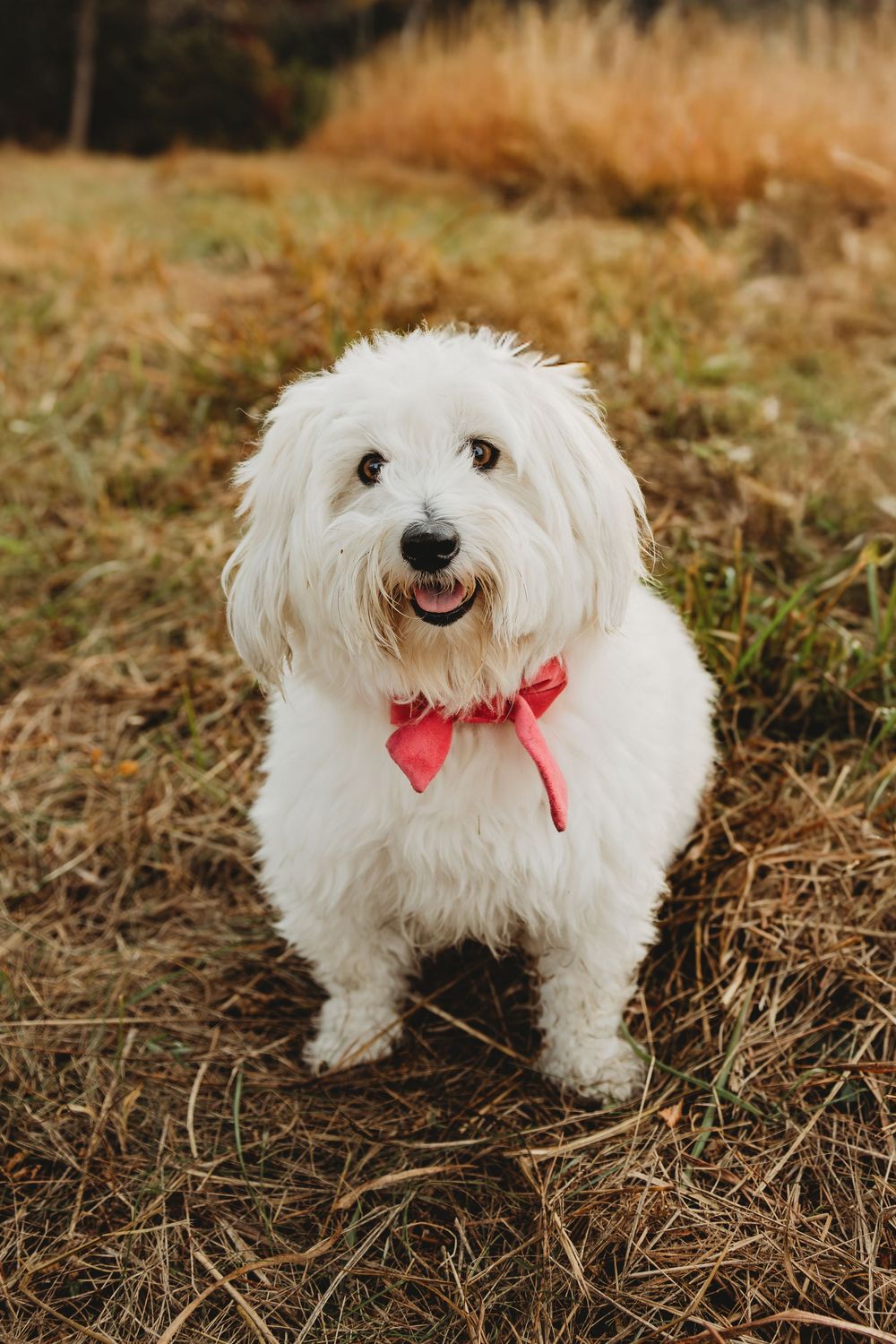 Adorable white fluffy dog wearing a red bow tie poses playfully on brown grass in autumn.