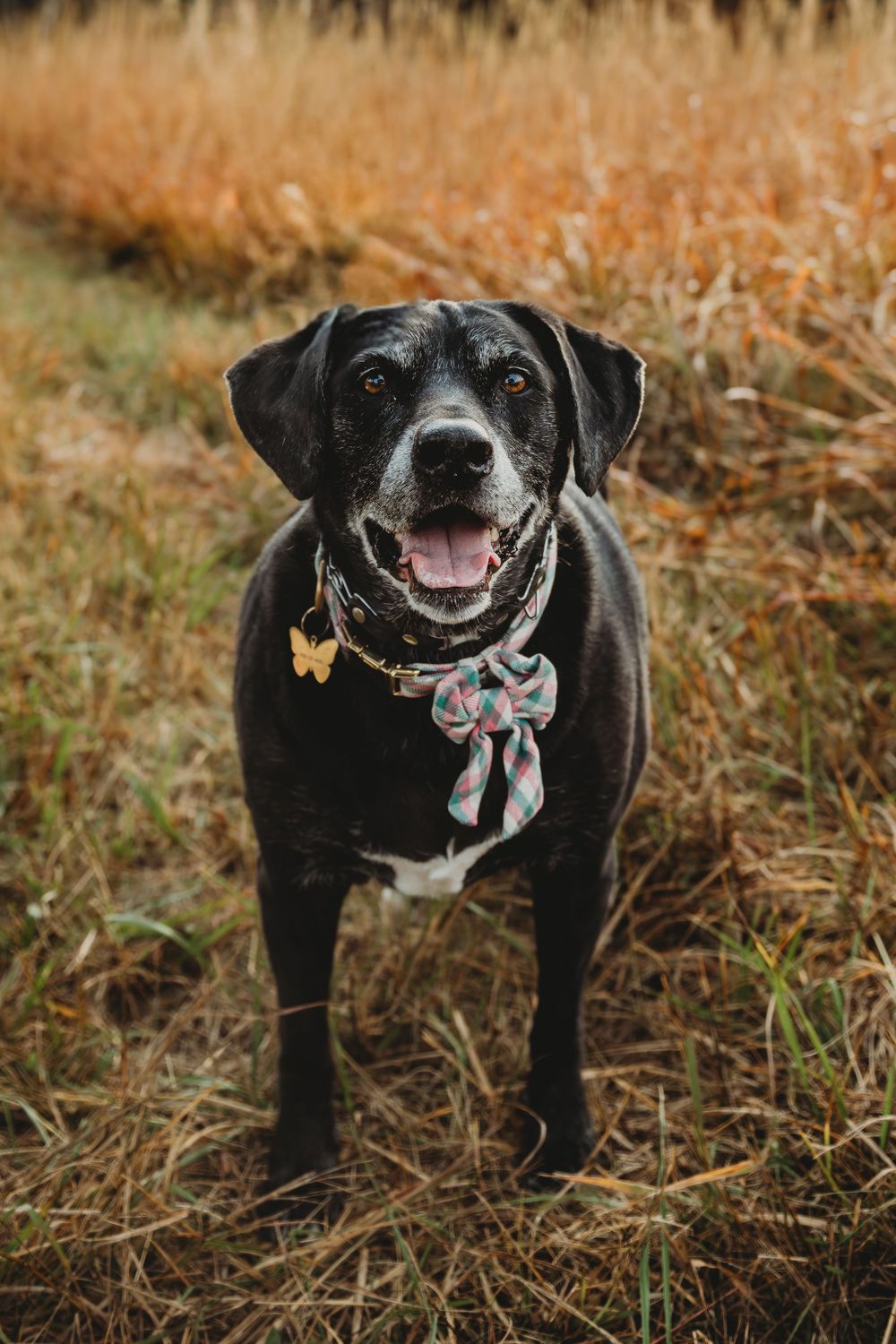Happy black senior dog wearing a festive bow tie collar stands in autumn field with tall grass in background.