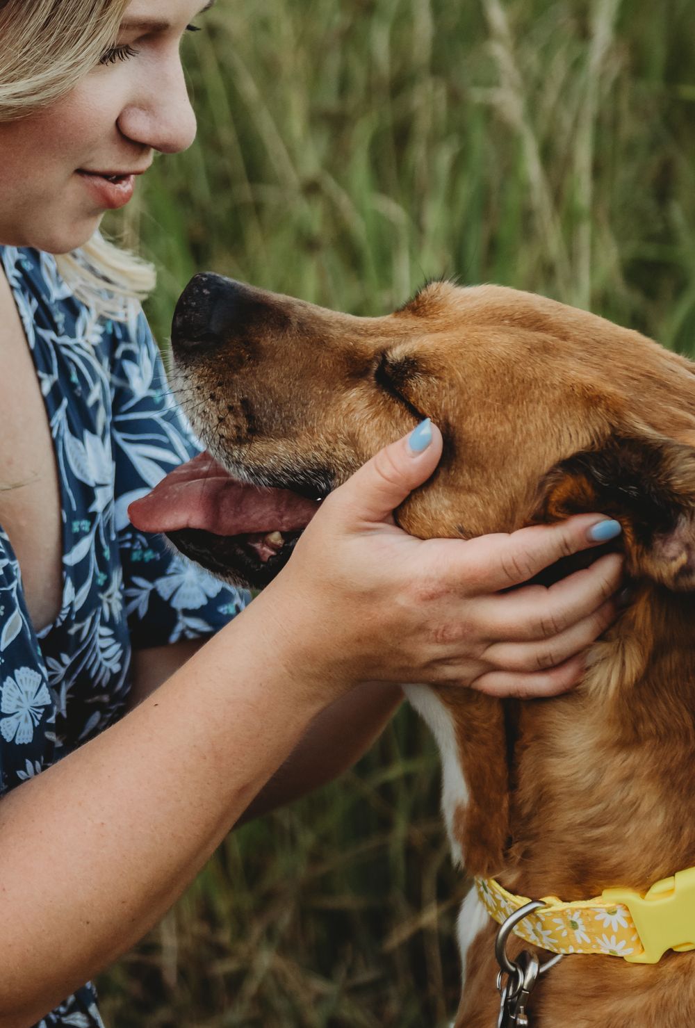 A brown dog wearing a yellow collar lovingly licks its owner's hand while being petted in tall grass outdoors.