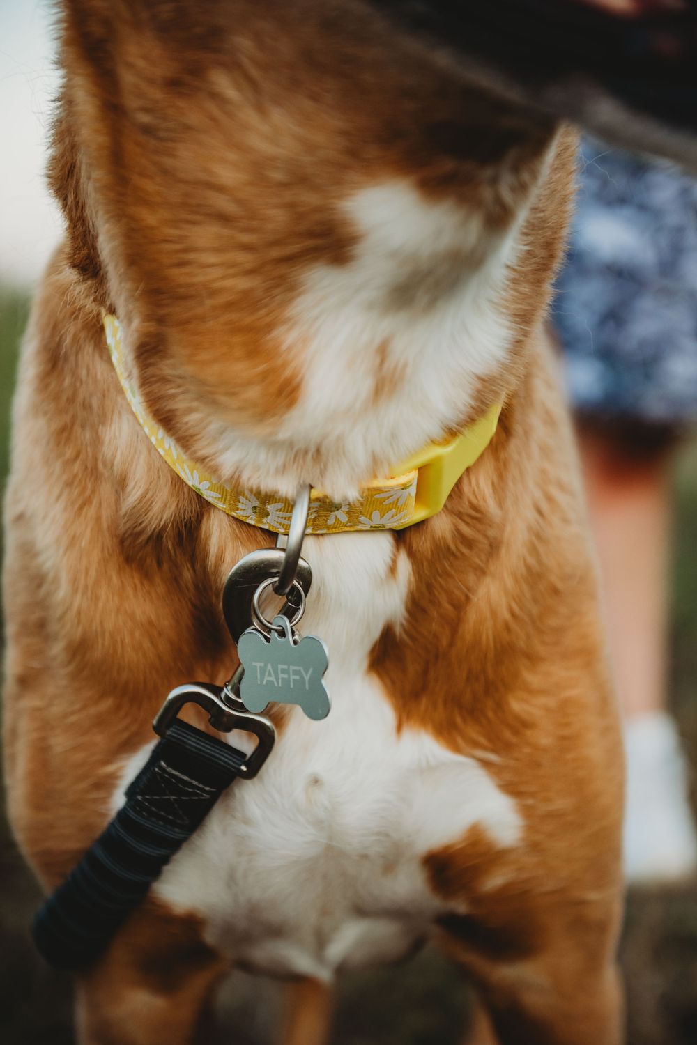 Close-up sequence of a dog's collar with a yellow tag and black leash being attached.