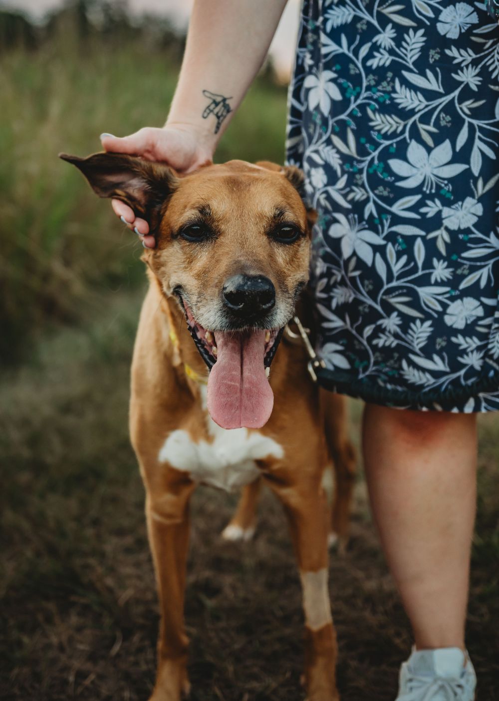 A happy brown pit bull mix dog with a bandaged paw stands next to someone wearing a blue floral dress.