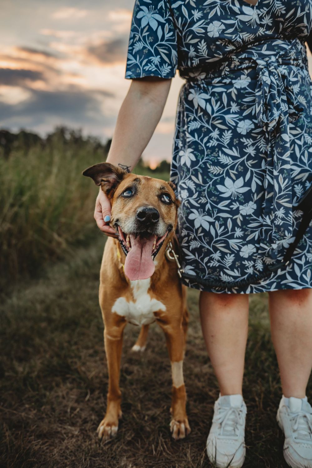 Happy brown and white pit bull mix dog stands next to person wearing floral shorts and white sneakers at sunset.