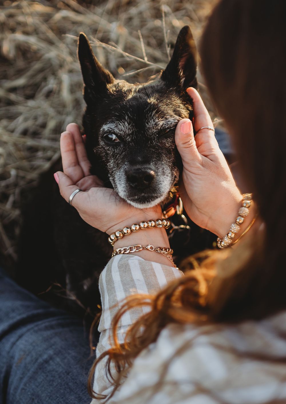 A series of close-up shots showing hands gently petting a small black dog wearing a gold chain collar.