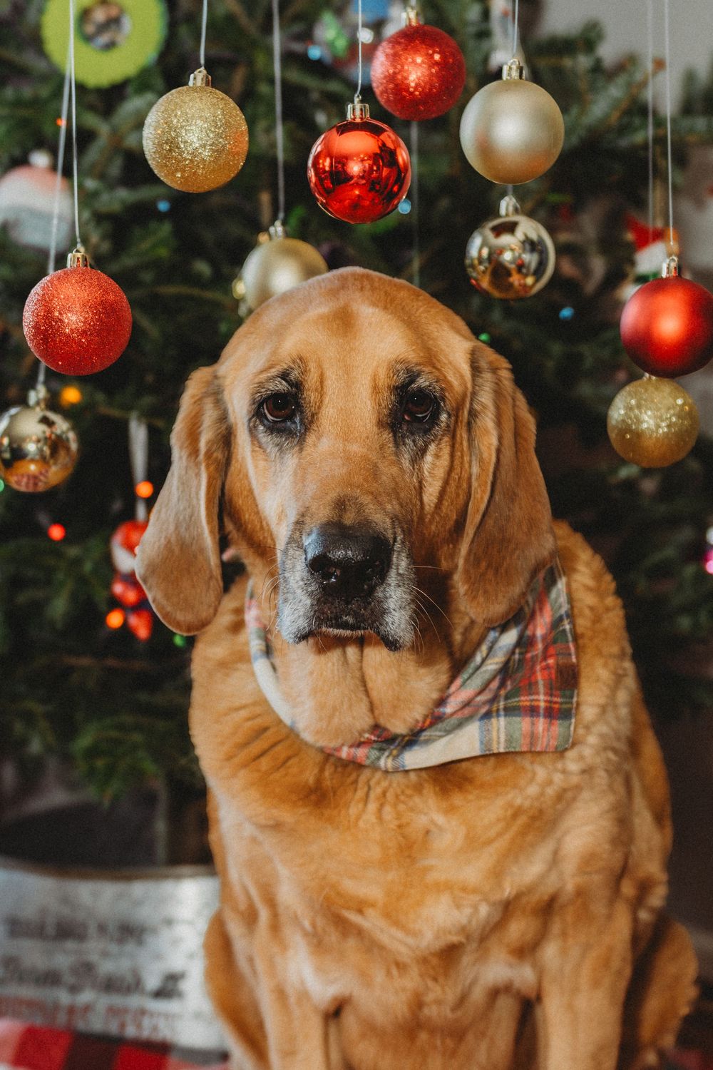 A golden brown bloodhound dog sits in front of a Christmas tree decorated with red and gold ornaments.