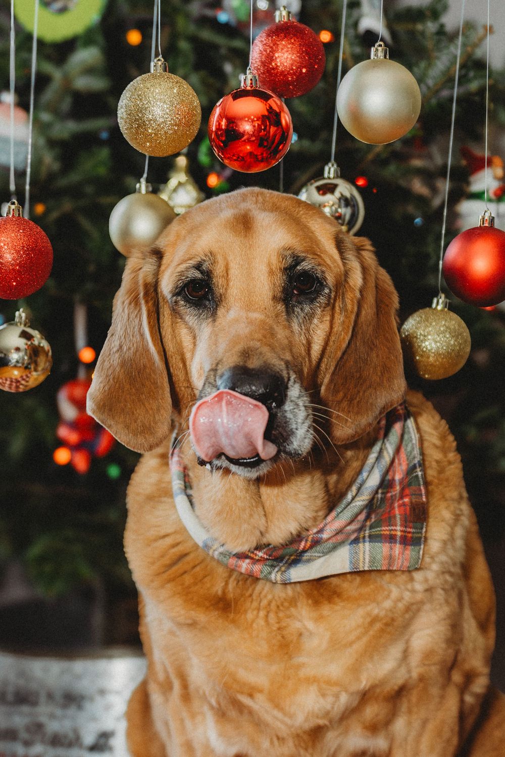 Brown dog wearing plaid bandana poses under hanging Christmas ornaments near decorated tree.