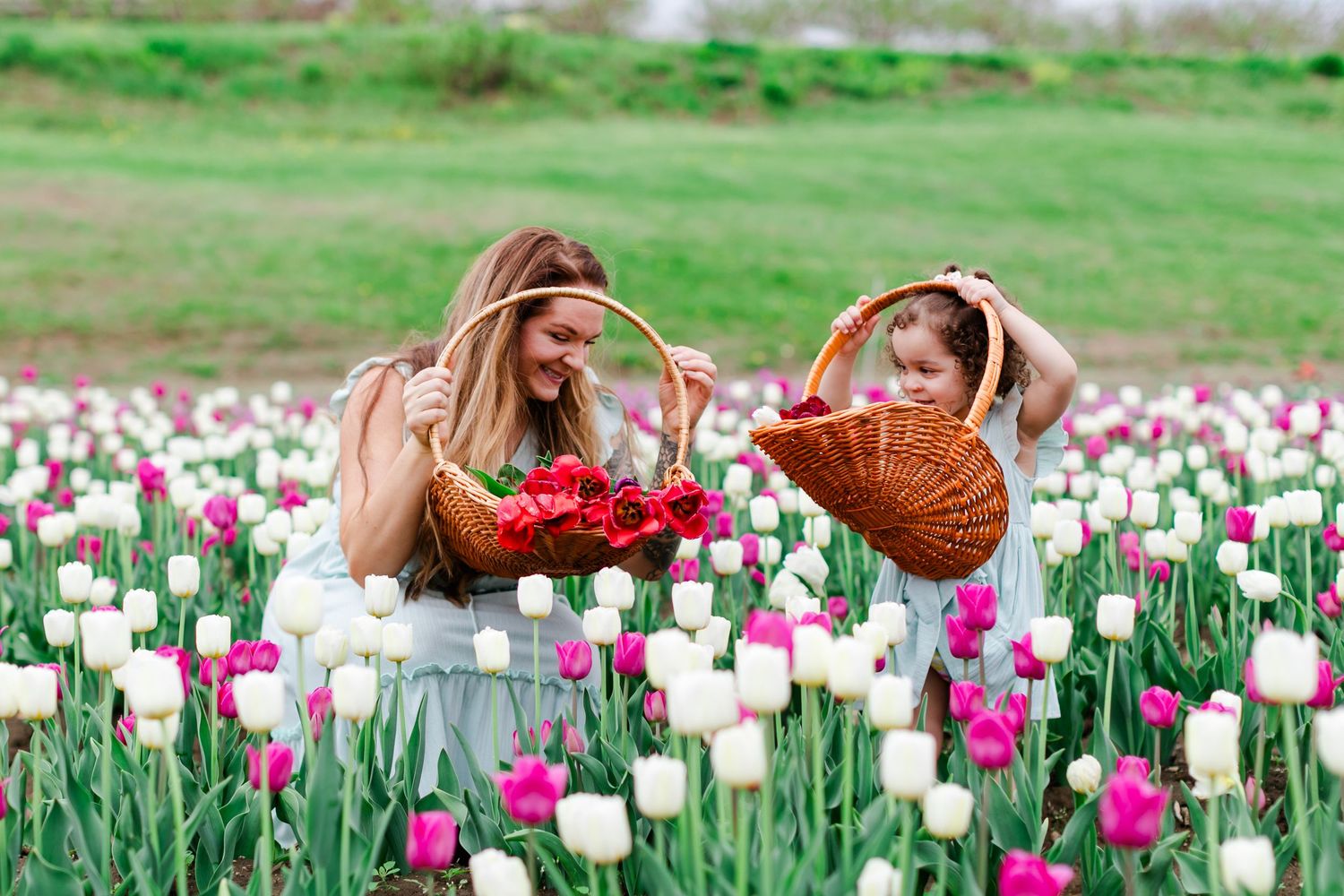 mom and daughter picking colorful tulips in a flower field, placing red and pink blooms into wicker baskets.