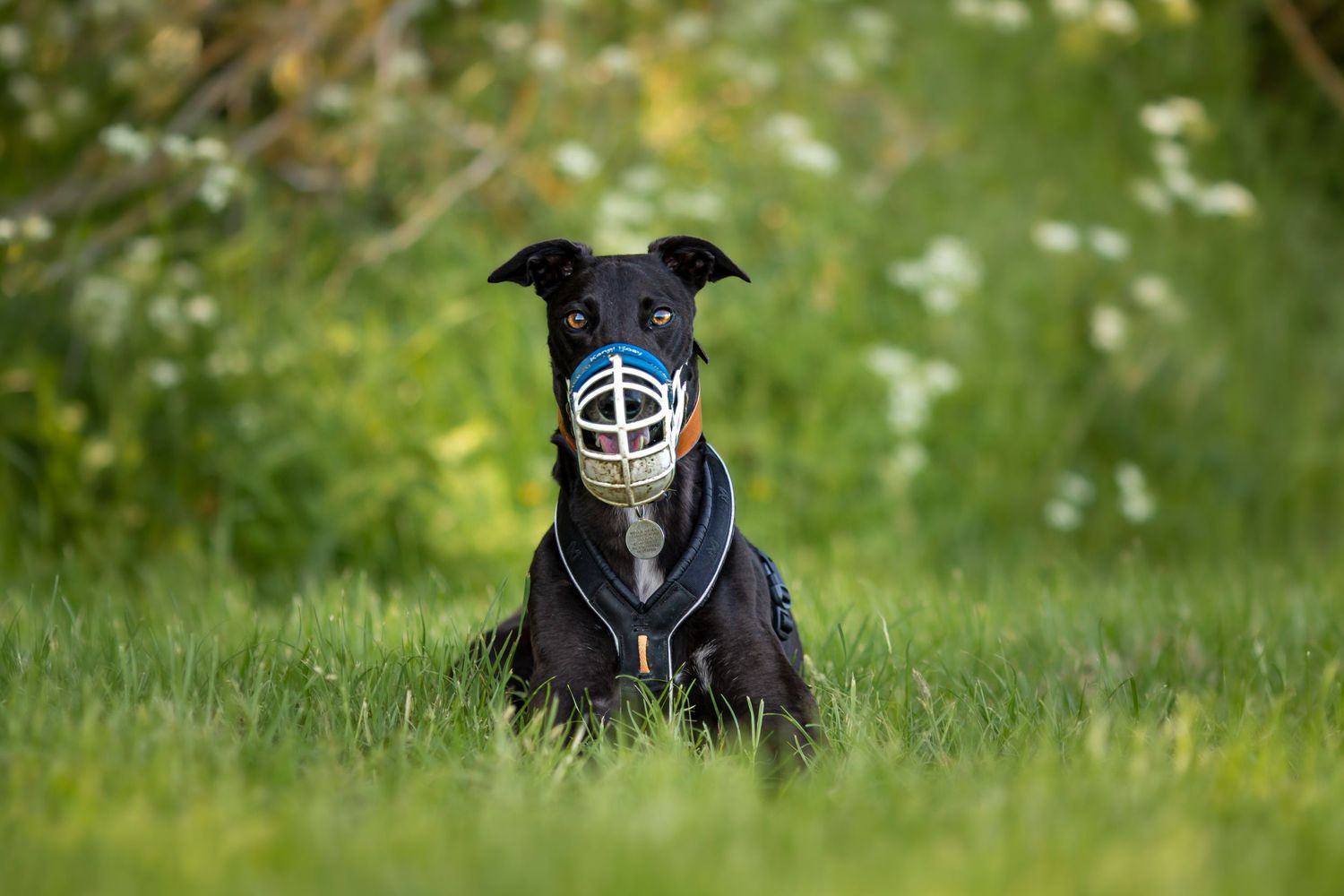 Dog photo shoot Oxford
Professional dog photographer Oxford.
Dog photographer near me
Reactive dog photographer
Dog photo shoot price