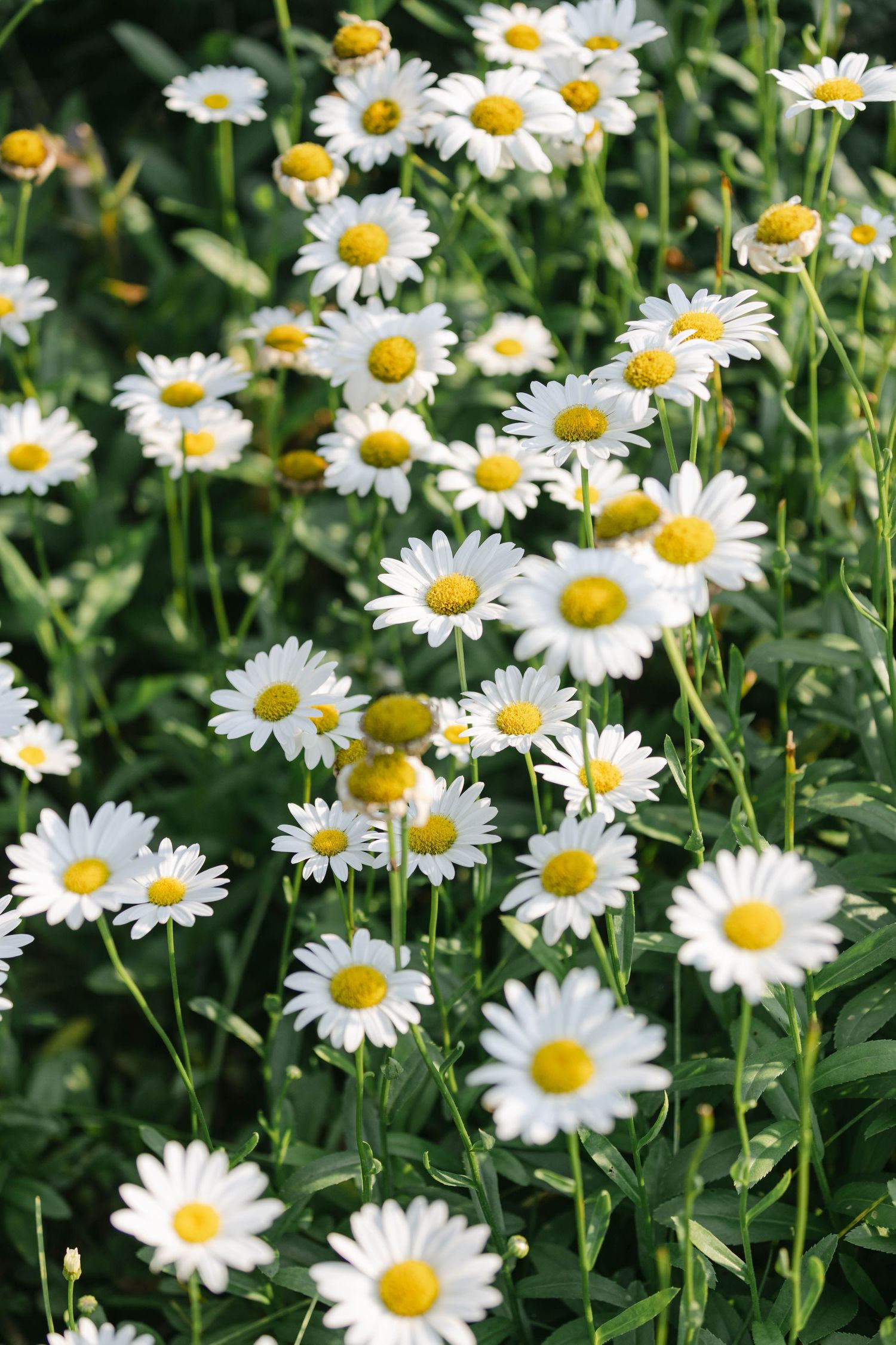 A field of blooming white daisy flowers with yellow centers growing among lush green foliage in bright sunlight. - Elawa Farm