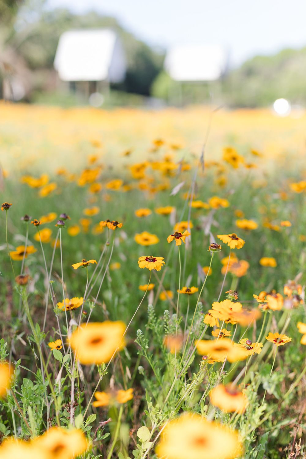 Yellow wildflowers bloom in a sunny meadow with white structures visible in the blurred background.