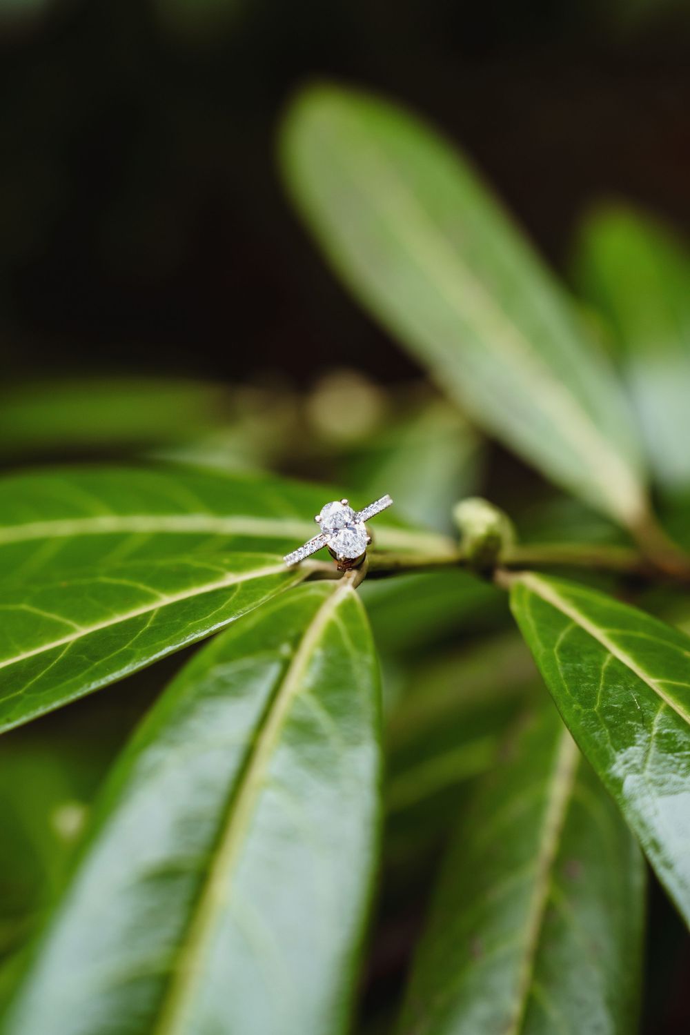 Diamond engagement ring sparkling against green leaf background.