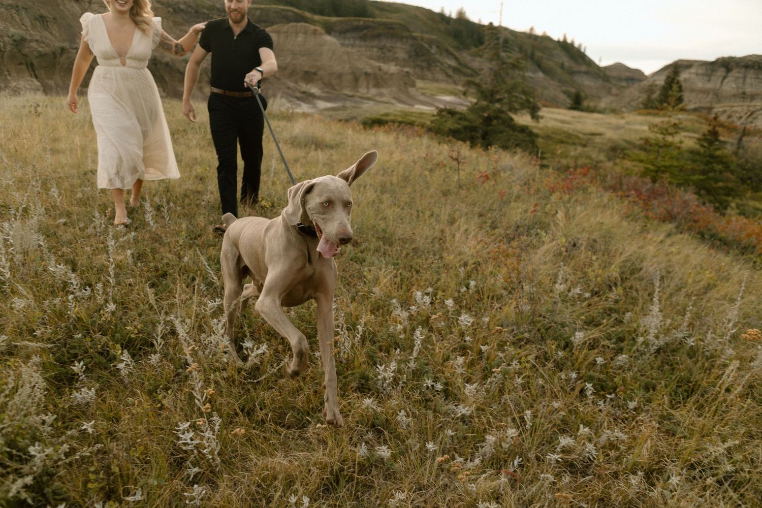 A Weimaraner leads the way through wildflowers with dramatic badlands formations in the background.