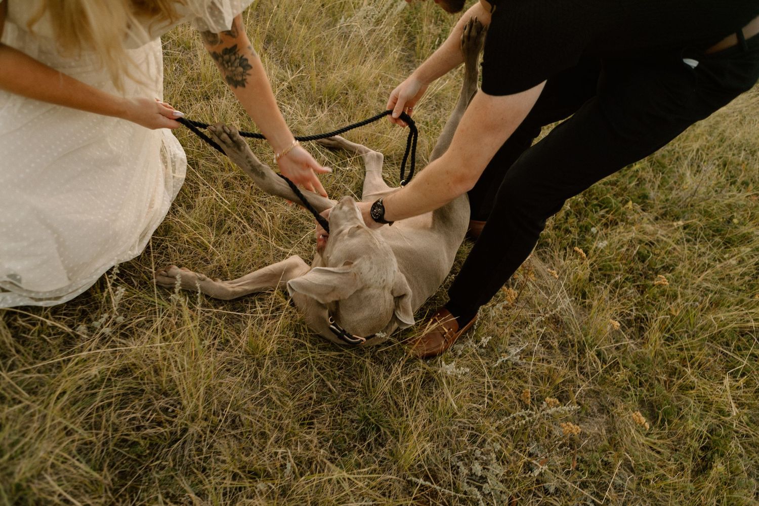 Close-up shot of hands petting a happy Weimaraner dog in tall prairie grass.