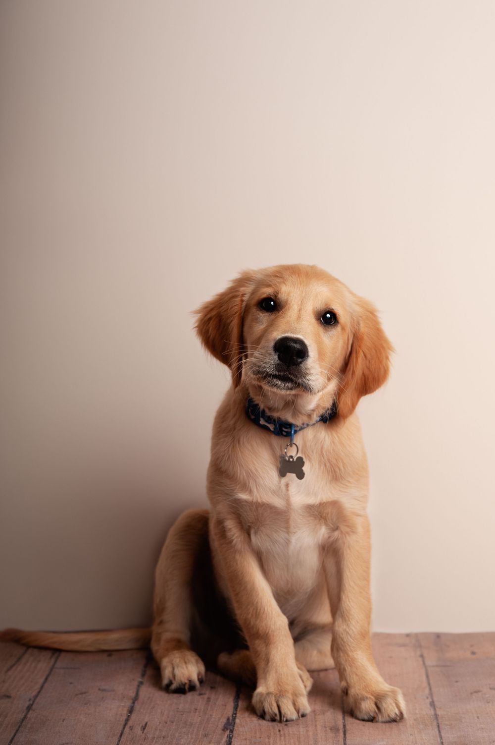 pet photoshoot by kara jade photography