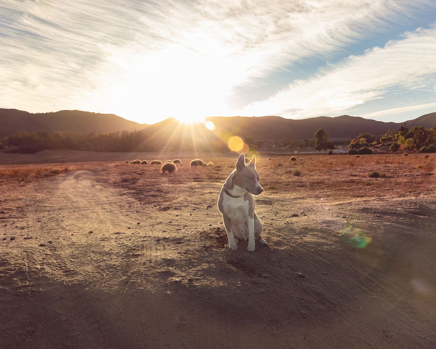 A dog sits on dusty desert ground at sunset with mountains and dramatic sunburst in the background.