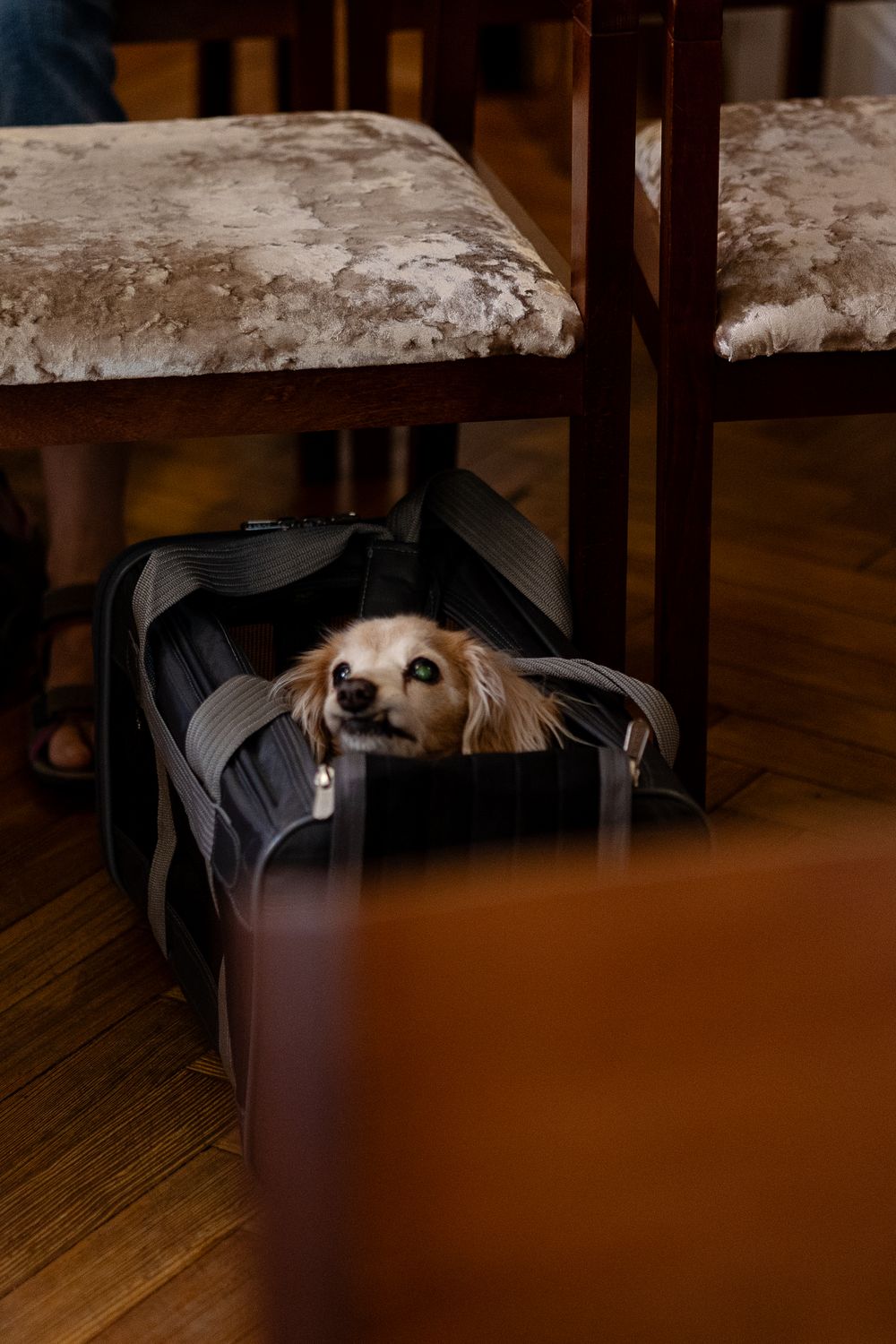A small dog peeks out from inside a black pet carrier bag on a hardwood floor beneath velvet dining chairs.