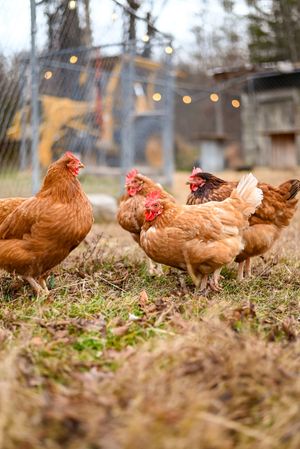 Brown chickens foraging in grass with string lights visible in background.