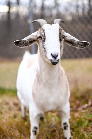 Close up portrait of a white goat with long ears looking directly at camera.