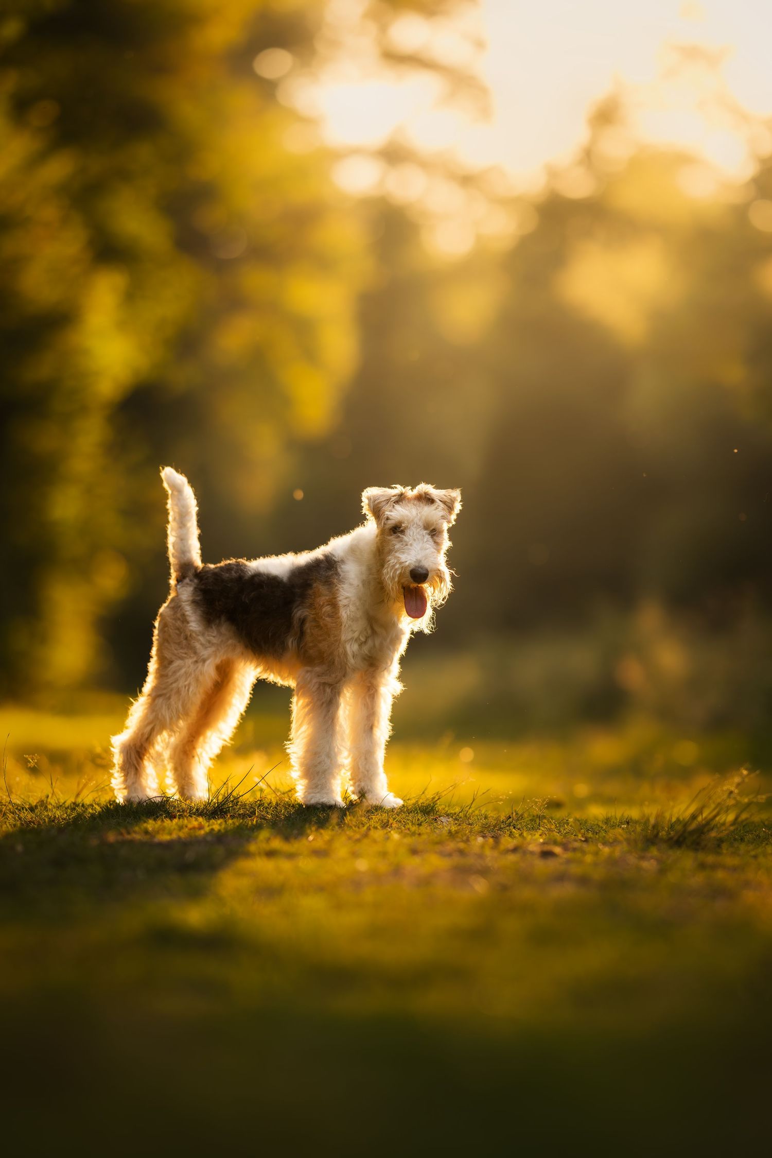 Two Jack Russell terriers walking together on a misty forest path with golden sunlight filtering through trees.
