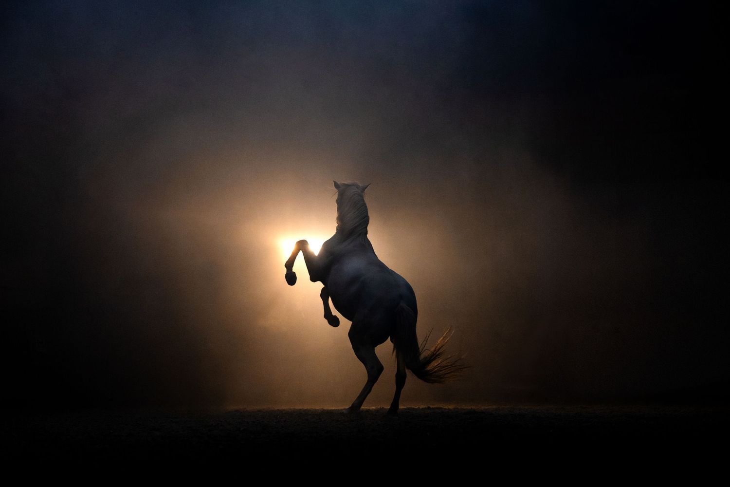 A kangaroo silhouette stands against a dramatic sunset sky creating a striking backlit wildlife scene in nature.