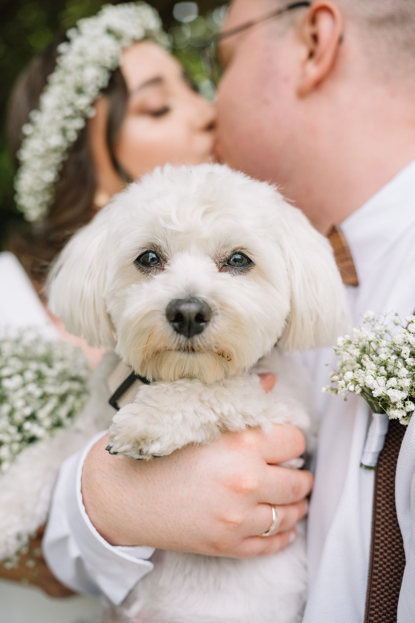 A small white Maltese dog being held against a formal white shirt and brown tie during a wedding photoshoot.