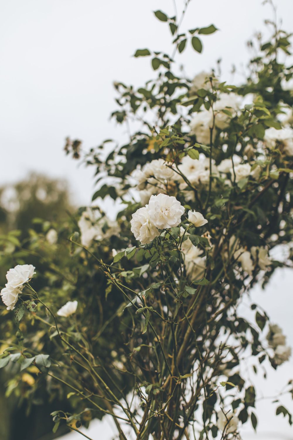 White roses blooming on green bushes against a soft sky background.