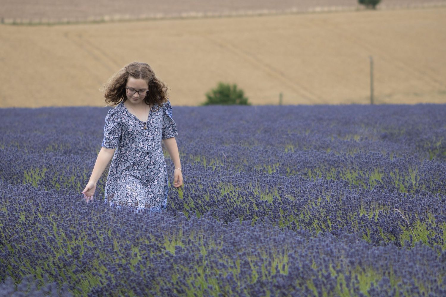 walking through lavender fields in broadway, The Cotswolds