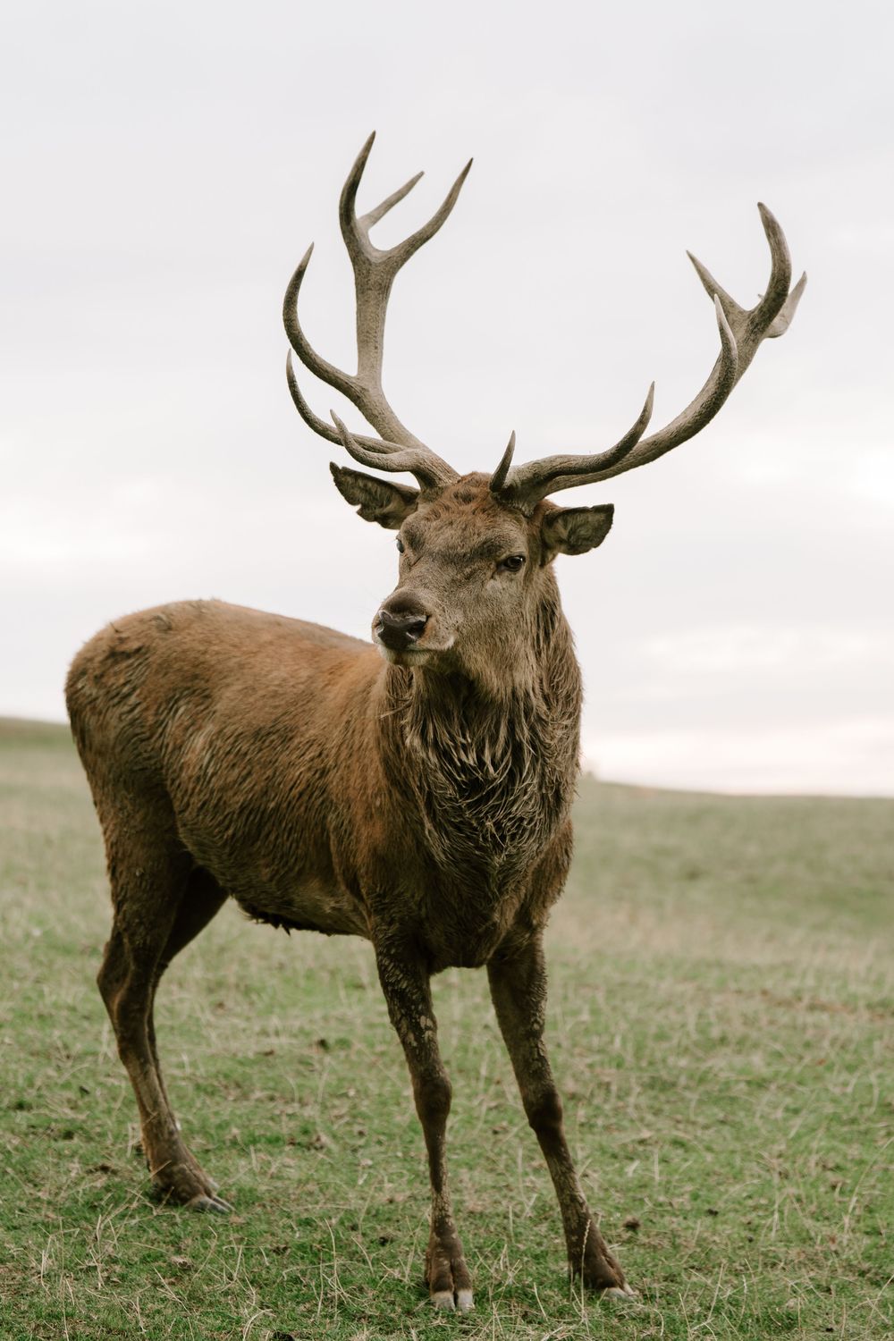 A majestic red deer stag stands alert in a grassy field, displaying its impressive antlers in multiple profile views.